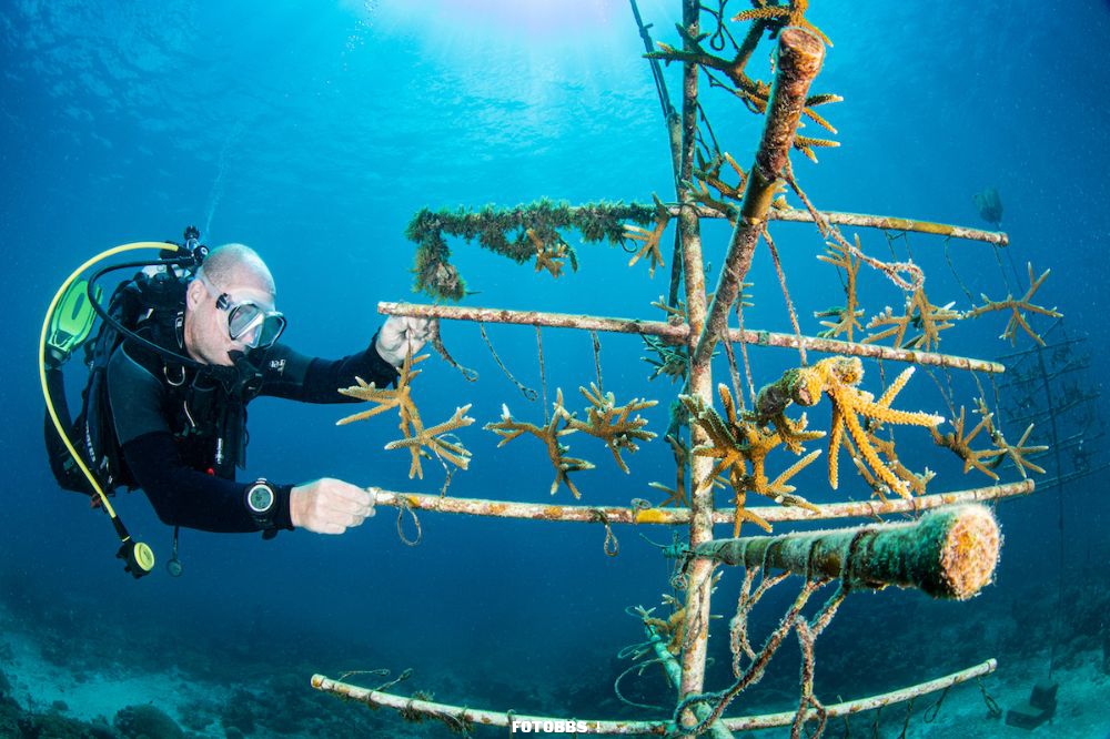 1st-Underwater_Conservation_CATHERINE_HOLMES_Coral_tree.jpg