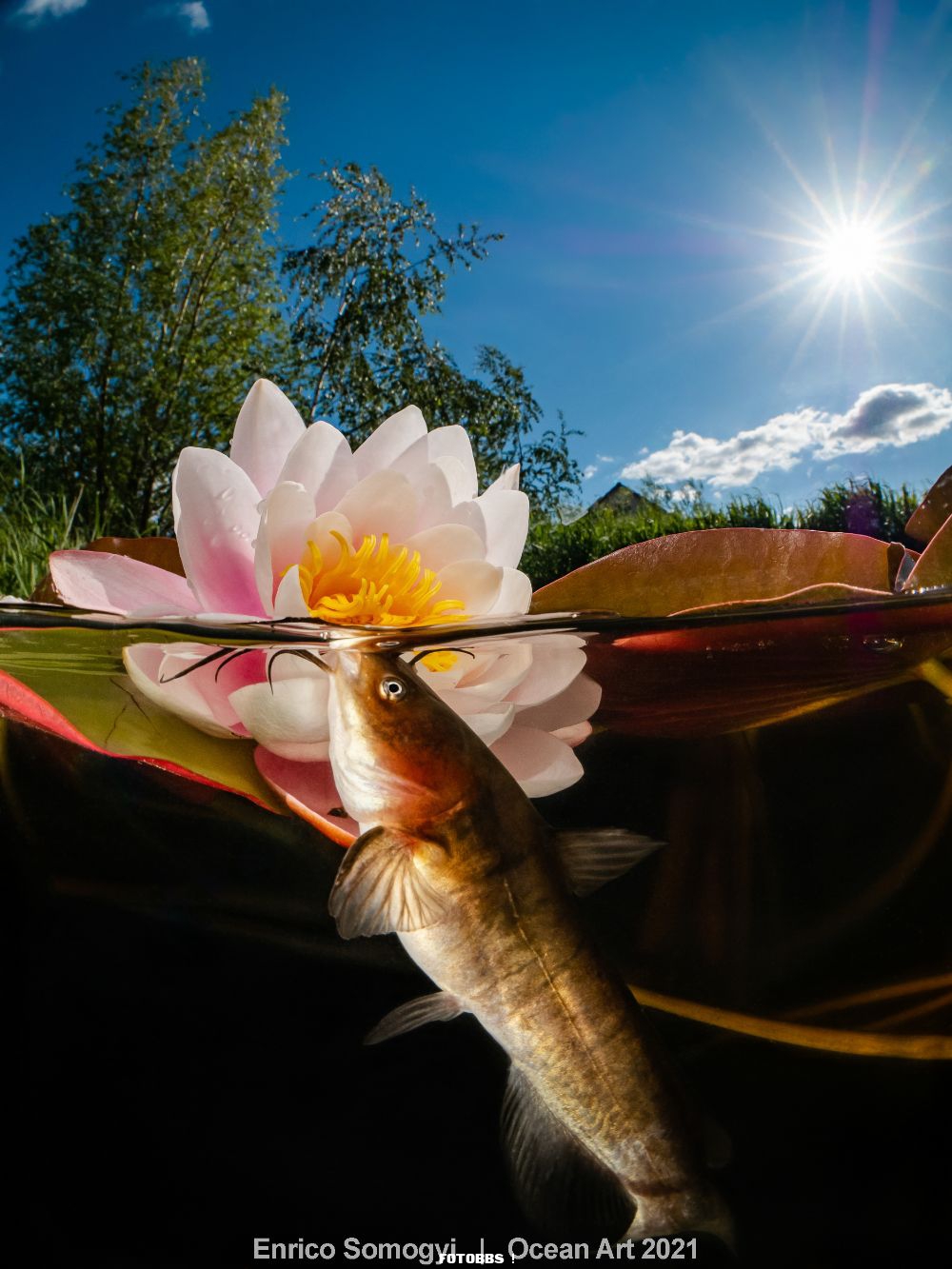 3rd-Compact Wide-Angle_Enrico_Somogyi _Catfish and Flowers.jpg